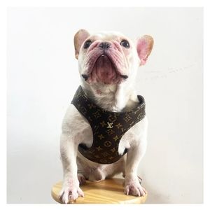 Mr. Speck's Louis Vuitton dog harness set